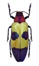 Exotic jewel beetle Chrysochroa buqueti from Thailand