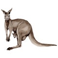 Exotic kangaroo wild animal in a watercolor style isolated.