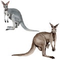 Exotic kangaroo wild animal in a watercolor style isolated.