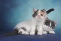 Exotic kittens play on a blue background