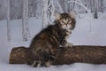 Exotic kittens play on a blue background