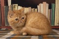 Exotic kittens play in the library