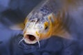 Exotic Koi fish carp swimming in pond Royalty Free Stock Photo