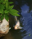 Exotic Koi fish carp swimming in pond Royalty Free Stock Photo