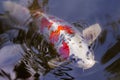 Exotic Koi fish carp swimming in pond Royalty Free Stock Photo