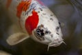 Exotic Koi fish carp swimming in pond Royalty Free Stock Photo