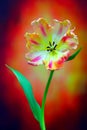 Lace fringed tulip with soft and delicate petals on dark abstract background