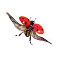 Exotic ladybug wild insect in a vector style isolated.