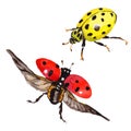 Exotic ladybug wild insect in a vector style isolated.