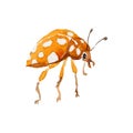 Exotic ladybug wild insect in a vector style isolated.