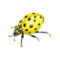 Exotic ladybug wild insect in a vector style isolated.