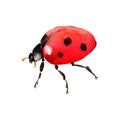 Exotic ladybug wild insect in a vector style isolated.