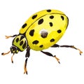 Exotic ladybug wild insect in a watercolor style isolated.