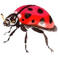 Exotic ladybug wild insect in a watercolor style isolated.