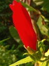 the exotic hibiscus flower, the object of the photo was taken in the village of Sugihan Ponorogo at 05.34 WIB