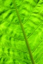 Exotic leaf close up