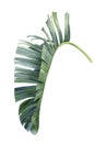 Exotic leaf of palm tree, african strelitzia on isolated white background, watercolor botanical illustration