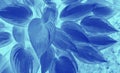 Exotic leaf texture, blue and turquoise foliage botanical neon duotone background Royalty Free Stock Photo