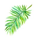 Exotic leaf. Tropical palm. Watercolor botanical illustration