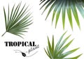 Photorealistic Tropical Palm Leaves Set