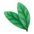 exotic leafs plant design icon