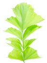 Exotic leaves Royalty Free Stock Photo