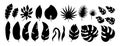 Exotic leaves black silhouette leaf set vector Royalty Free Stock Photo