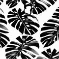 Exotic leaves seamless pattern in black and white. Stylish abstract vector decorative background. Tropical palm leaves Royalty Free Stock Photo