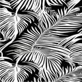 Exotic leaves seamless pattern in black and white. Stylish abstract vector decorative background. Tropical palm leaves Royalty Free Stock Photo