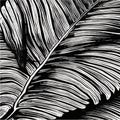 Exotic leaves seamless pattern in black and white. Stylish abstract vector decorative background. Tropical palm leaves Royalty Free Stock Photo