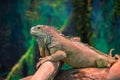 Exotic lizard iguana on a branch