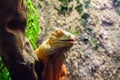 Exotic lizard in terrarium. Iguana portrait photo. Orange lizard rest on wooden trunk. Terrarium enclosure