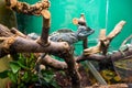 Exotic lizard in the terrarium Royalty Free Stock Photo