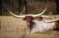 Exotic Long Horned Cattle Royalty Free Stock Photo