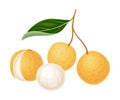 Exotic Longan Fruit of Circular Shape Hanging on Tree Branch Vector Illustration Royalty Free Stock Photo