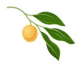 Exotic Longan Fruit of Circular Shape Hanging on Tree Branch Vector Illustration Royalty Free Stock Photo