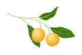 Exotic Longan Fruit of Circular Shape Hanging on Tree Branch Vector Illustration Royalty Free Stock Photo