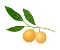 Exotic Longan Fruit of Circular Shape Hanging on Tree Branch Vector Illustration Royalty Free Stock Photo