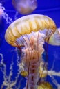 Exotic looking Jellyfish Royalty Free Stock Photo