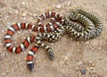 Exotic Looking Snakes, Two Species Of King Snake
