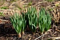 Exotic-looking tubers of tall flowers of prairie origin grow in the flowerbed. cosmic-looking sprouting buds and giant garlic lea