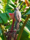 Exotic Lovely Noisy Miner Perched on a Banana Tree.