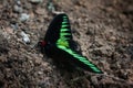 The Exotic Malaysian Green, Red and Black ButterFly 