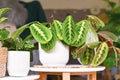 Exotic `Maranta Leuconeura Lemon Lime` houseplant in flower pot on table Royalty Free Stock Photo