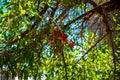 Exotic mediterranean wood headband with orange flowers. Rohida tree , or Rohira Tecomella undulata.