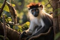 Exotic monkey in its natural habitat Royalty Free Stock Photo