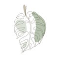 Exotic monstera continuous one line drawing summer tropical leaf hand drawn on white background minimalist design