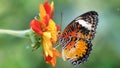 Exotic multicolored butterfly looking for pollen on a flower, macro photography of this elegant and delicate Lepidoptera