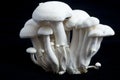 Exotic mushrooms