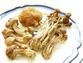 Exotic mushrooms, dried chinese foodstuff Royalty Free Stock Photo